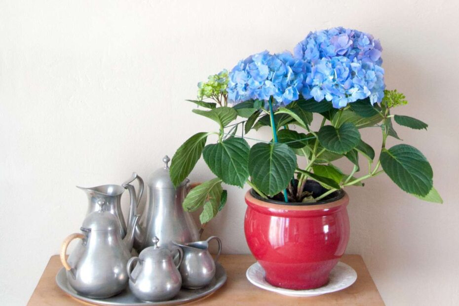 can indoor hydrangea be planted outside