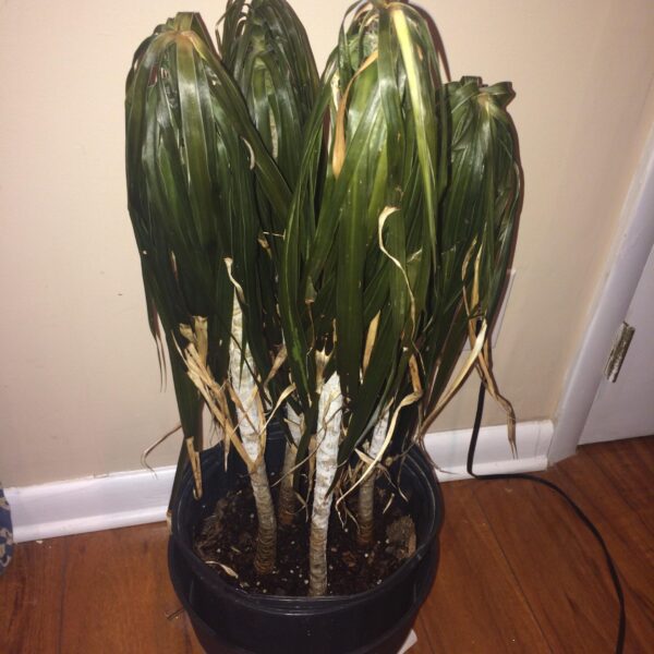 can indoor plants recover from cold shock scaled