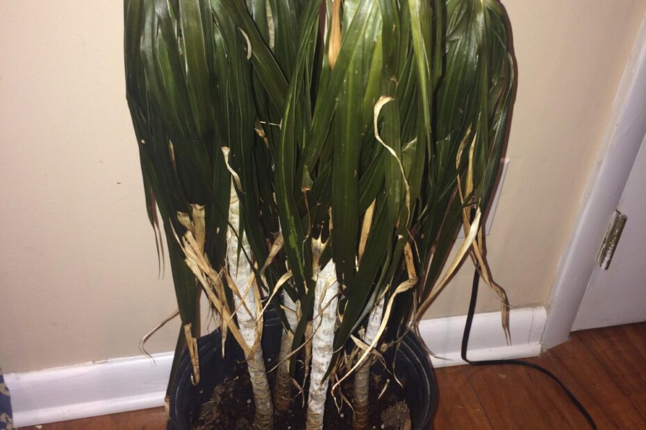 can indoor plants recover from cold shock scaled