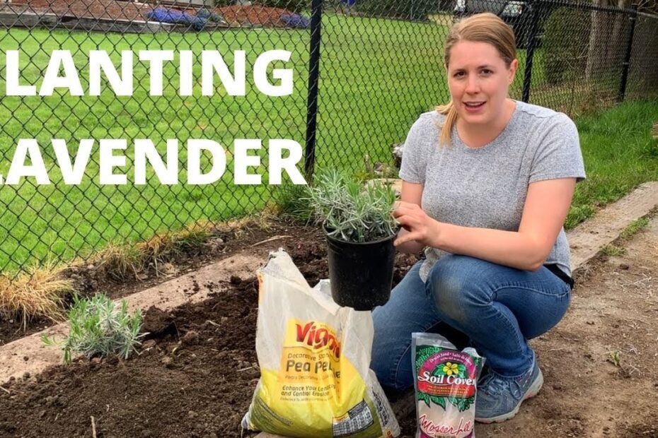 Can Lavender Grow in Clay Soil