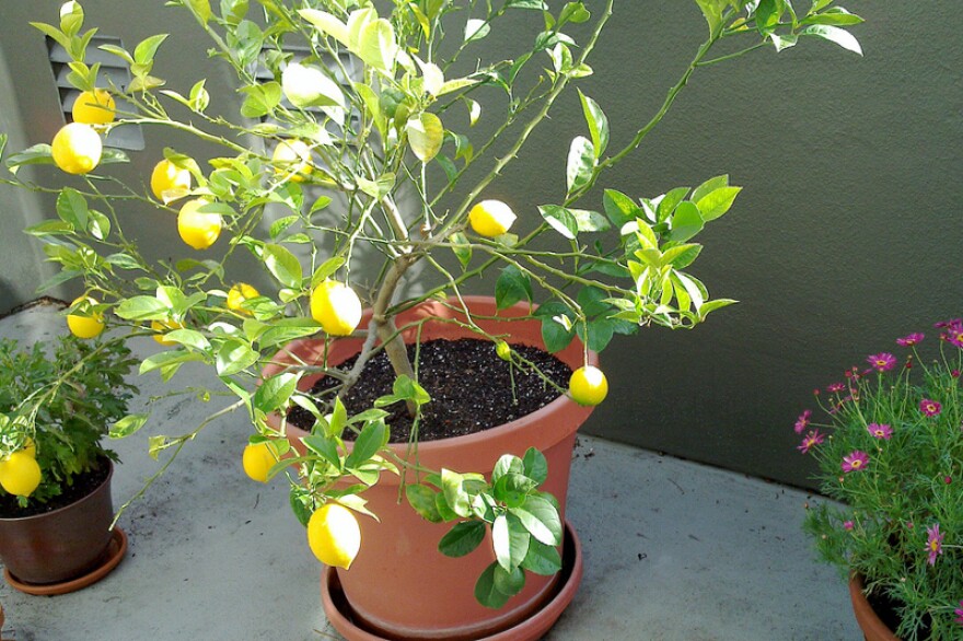 Can Lemon Trees Grow in Colorado