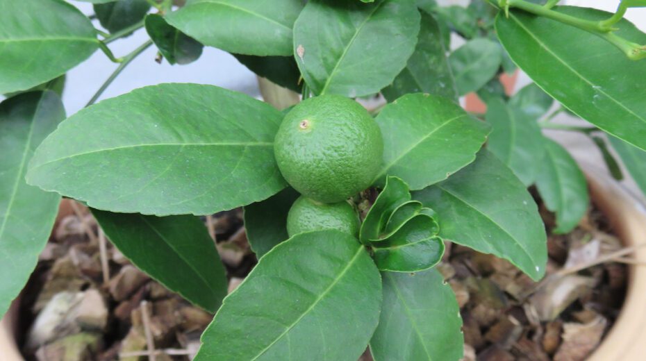 can lemon trees grow in maryland