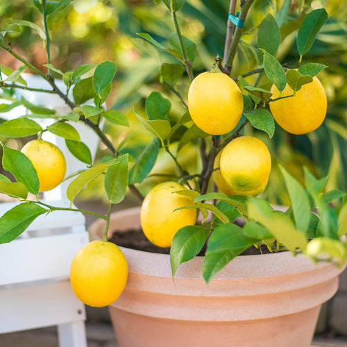 Can Lemon Trees Grow in Michigan