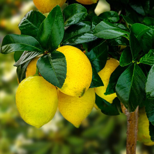 can lemon trees grow in pennsylvania