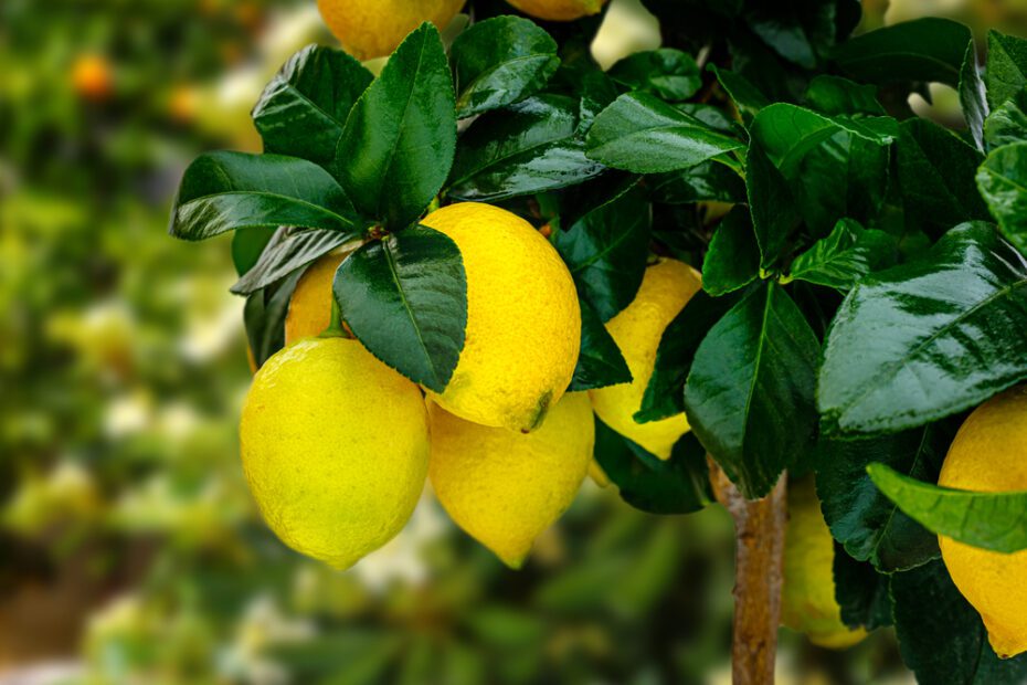 can lemon trees grow in pennsylvania