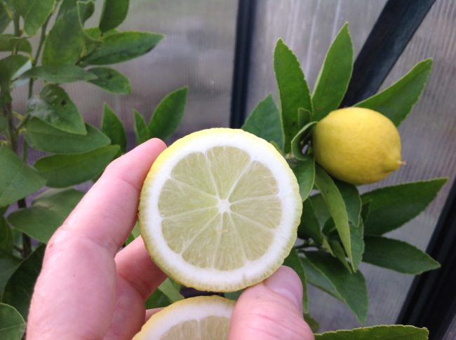 Can Lemon Trees Survive Winter Outside