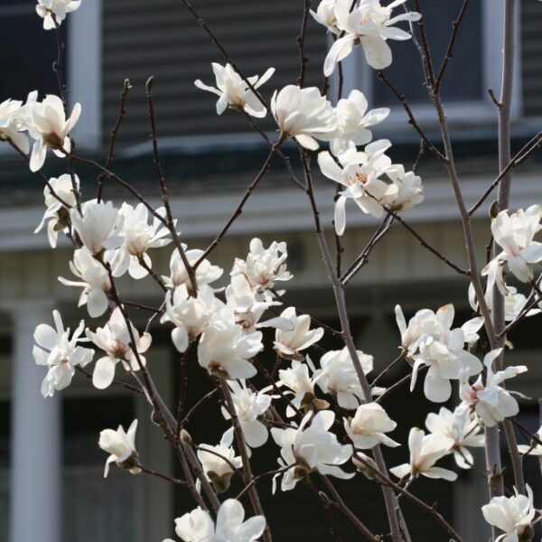 can magnolia trees grow in minnesota