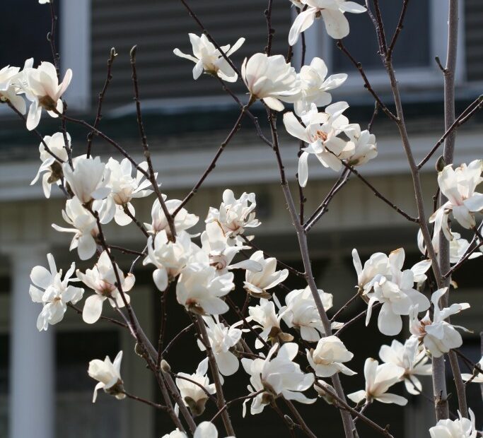 can magnolia trees grow in minnesota