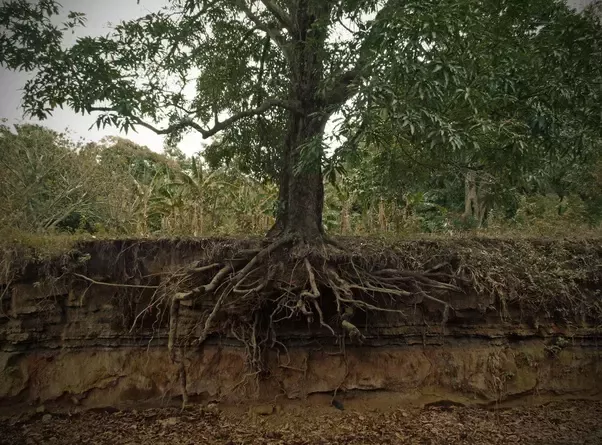 can mango tree roots damage foundation