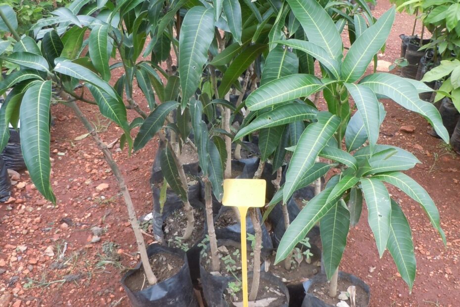 Can Mango Trees Grow in Georgia