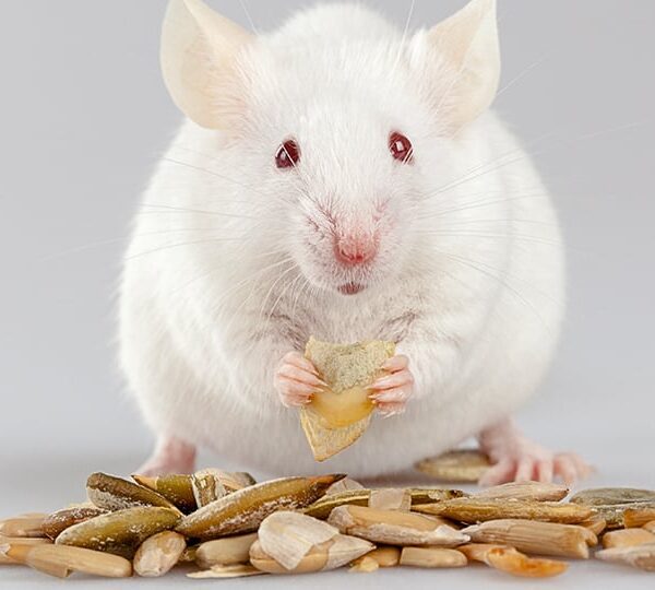 can mice eat sunflower seeds