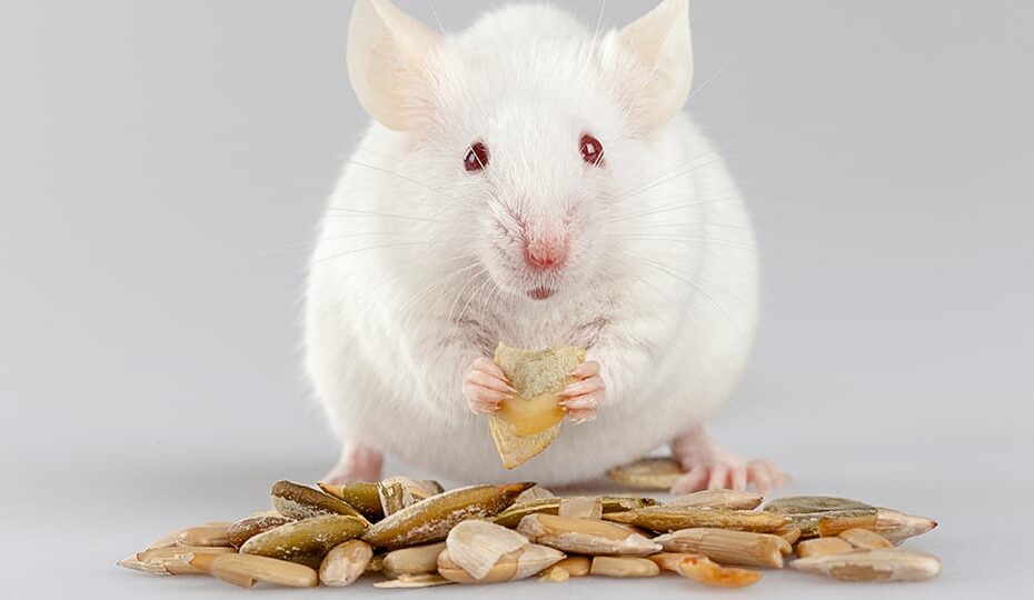 can mice eat sunflower seeds