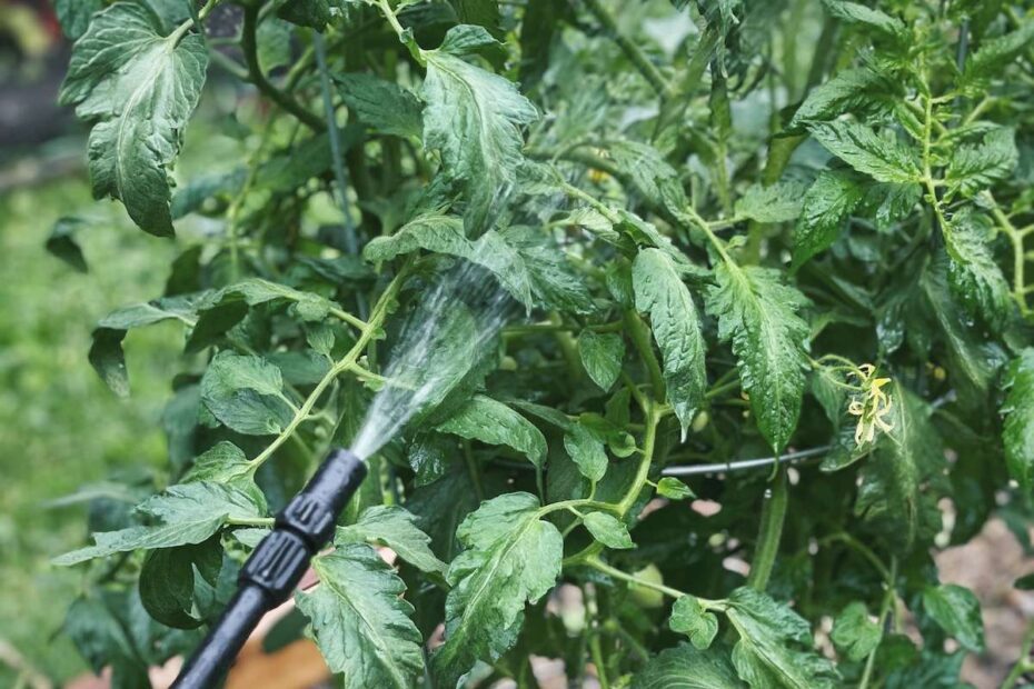 Can Neem Oil Be Used on Tomato Plants