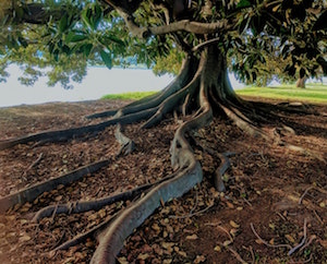 Can Oak Tree Roots Damage Foundation