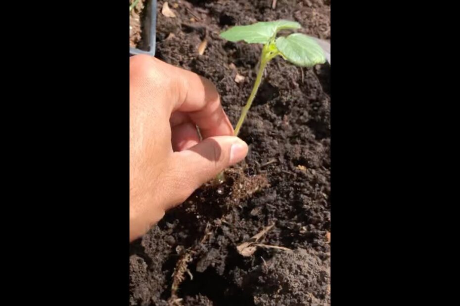 can okra be transplanted