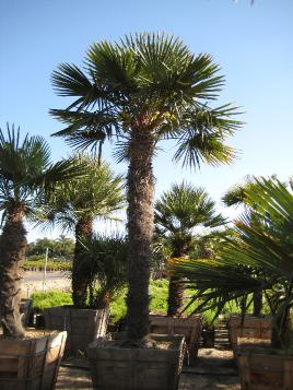 can palm trees grow in washington state