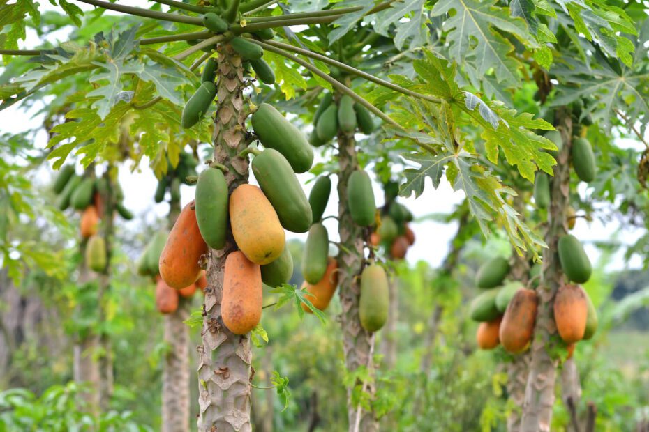 can papaya tree survive winter