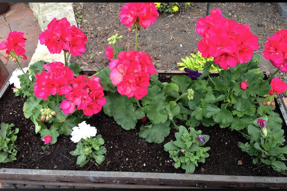 Can Petunias and Geraniums Be Planted Together