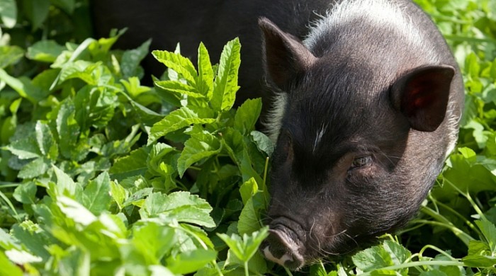 can pigs eat pepper plants