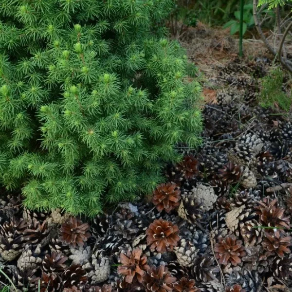 can pine cones be used as mulch