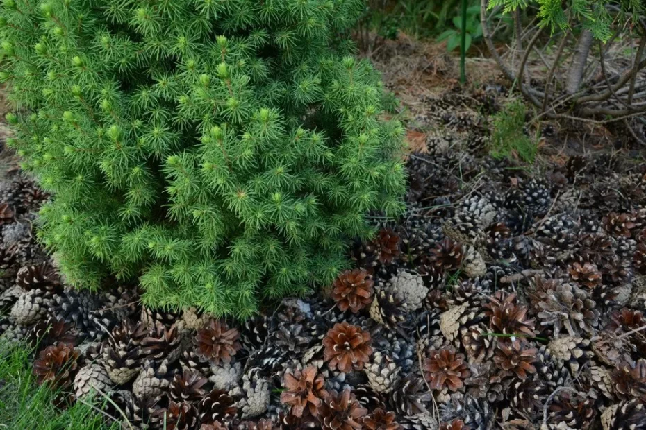 can pine cones be used as mulch