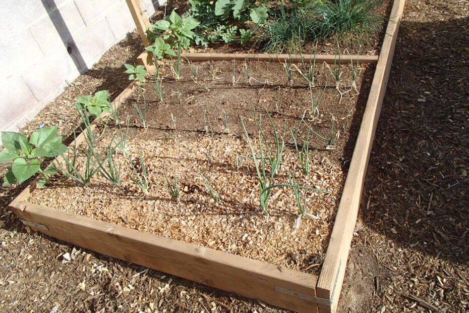 Can Pine Shavings Be Used as Mulch