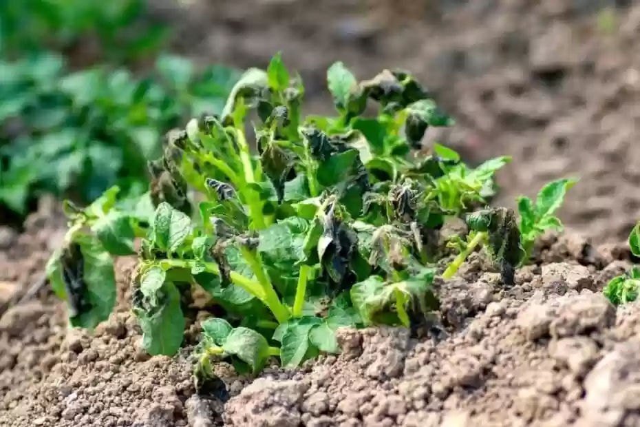 Can Potato Plants Survive Frost