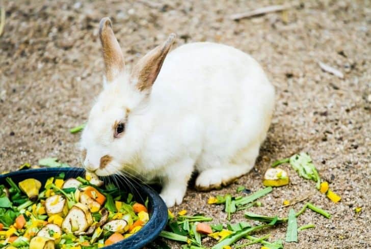 Can Rabbits Eat Peppers Seeds