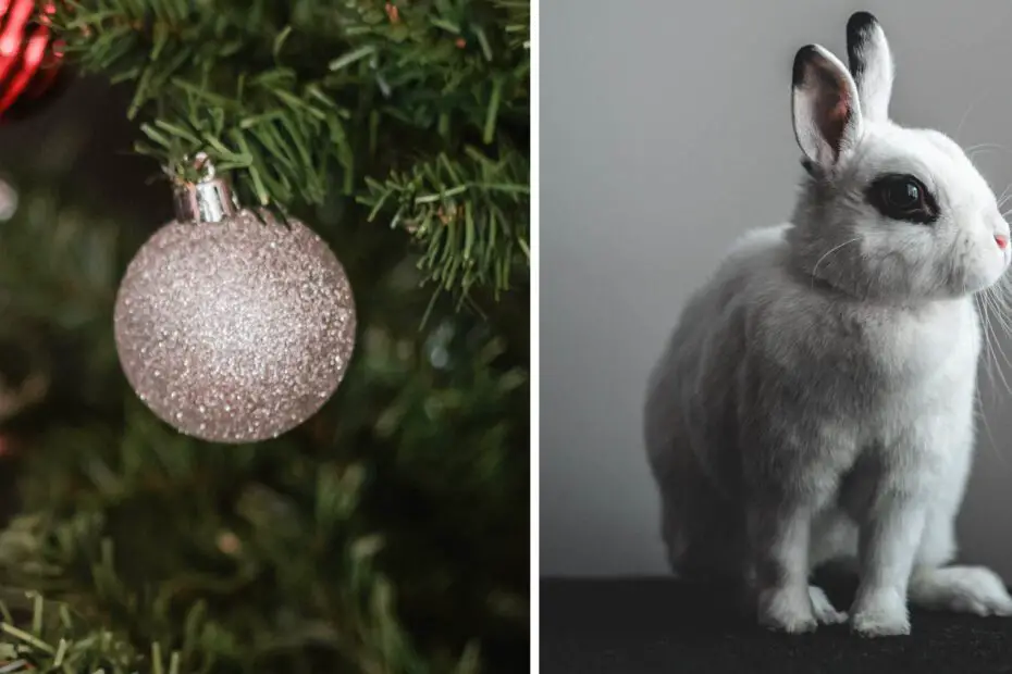 Can Rabbits Eat Pine Trees