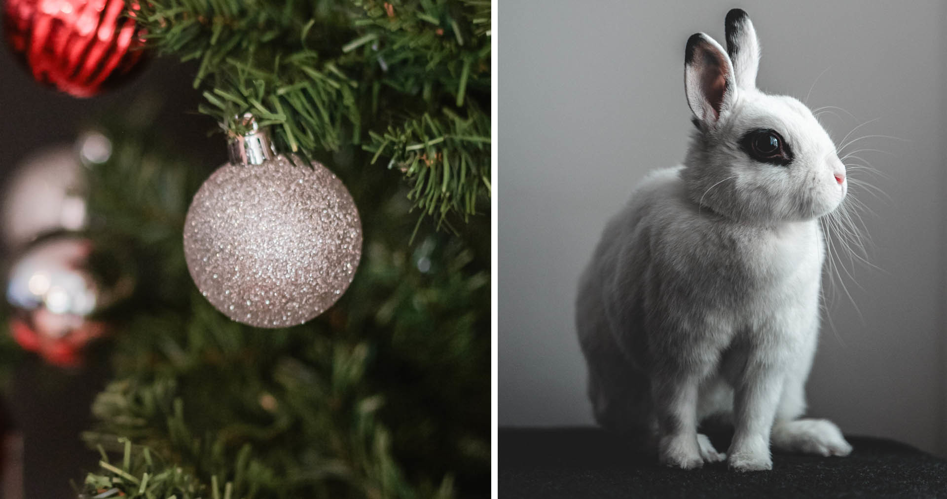 Can Rabbits Eat Pine Trees
