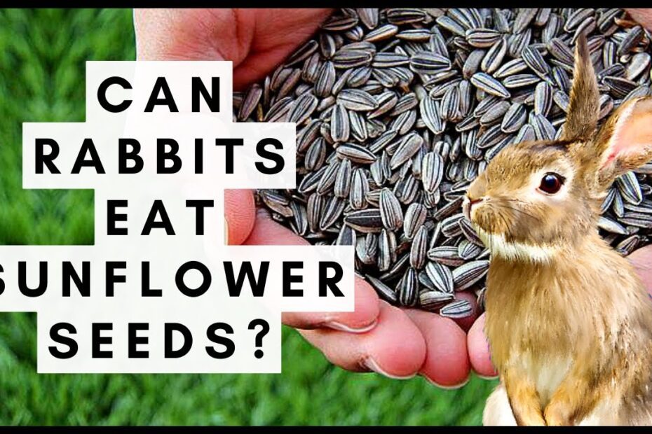 Can Rabbits Eat Sunflowers