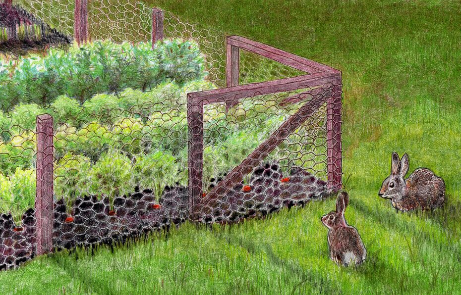 can rabbits jump into raised garden beds