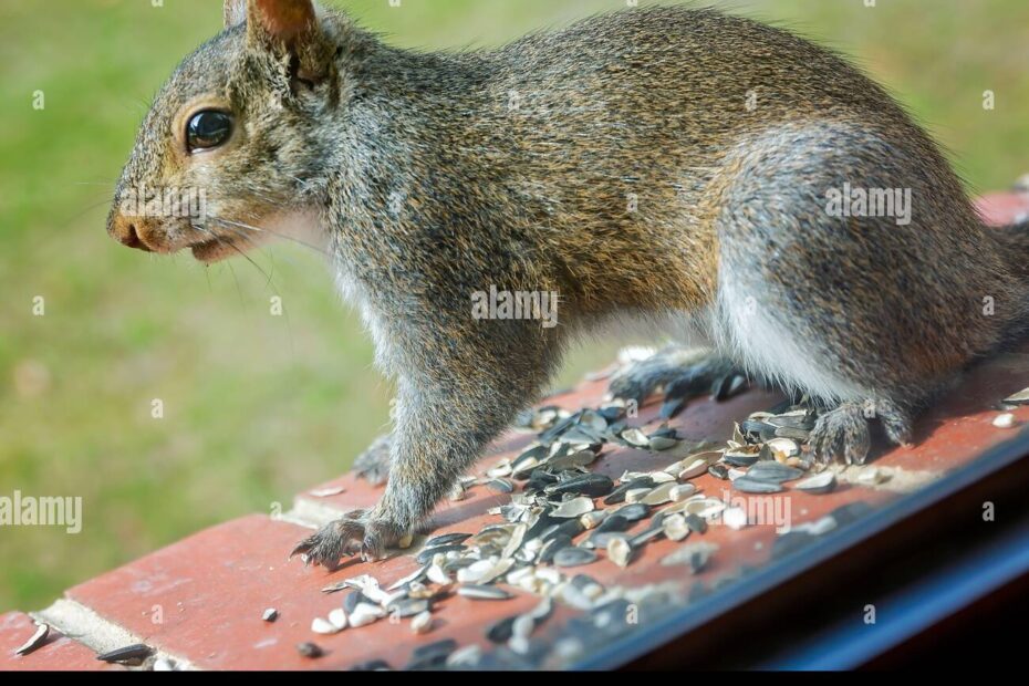 Can Squirrels Eat Black Sunflower Seeds