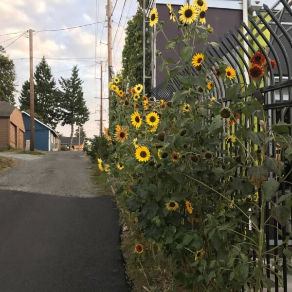 can sunflowers grow in partial shade