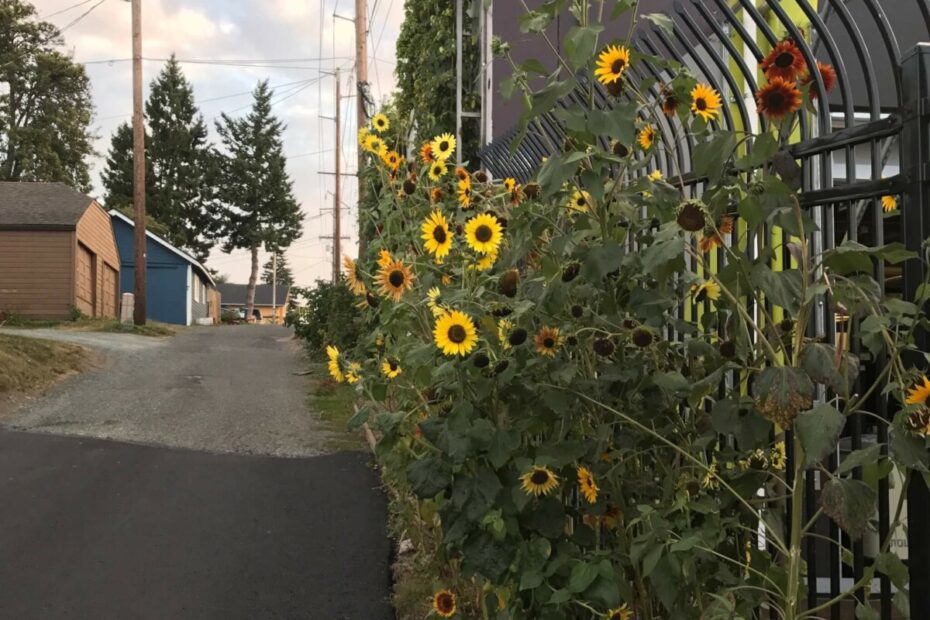 can sunflowers grow in partial shade