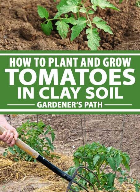 Can Tomatoes Grow in Clay Soil