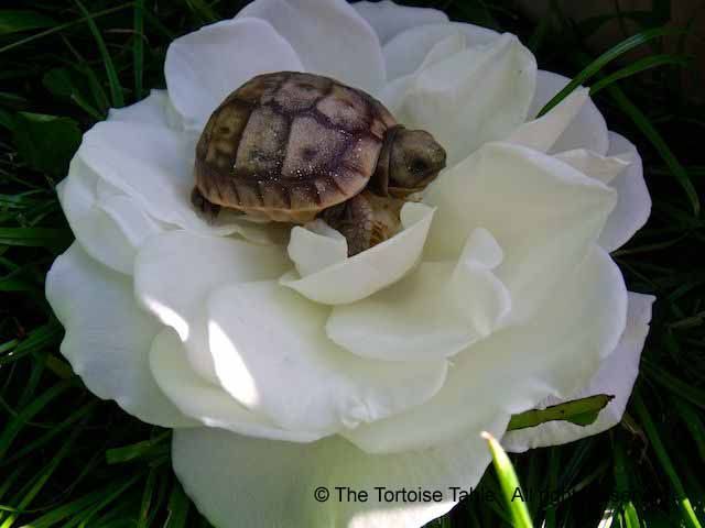 Can Tortoises Eat Rose Petals