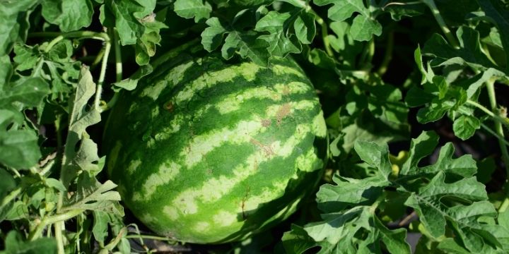 Can Watermelon and Peppers Be Planted Together