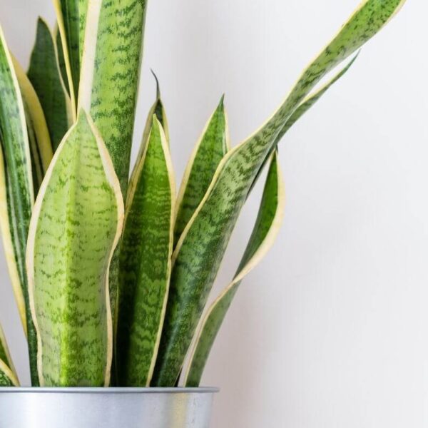 can yellow snake plant leaves turn green again