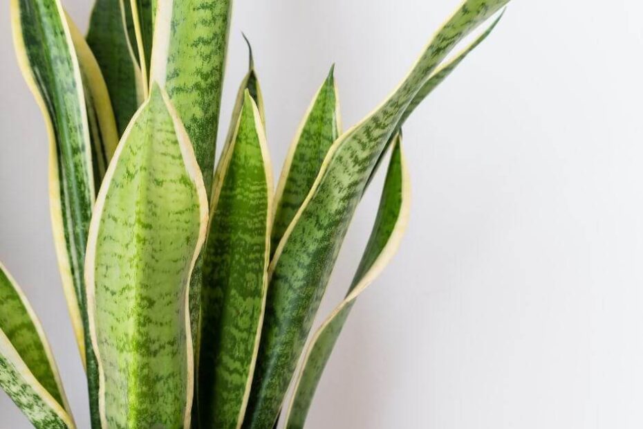 can yellow snake plant leaves turn green again