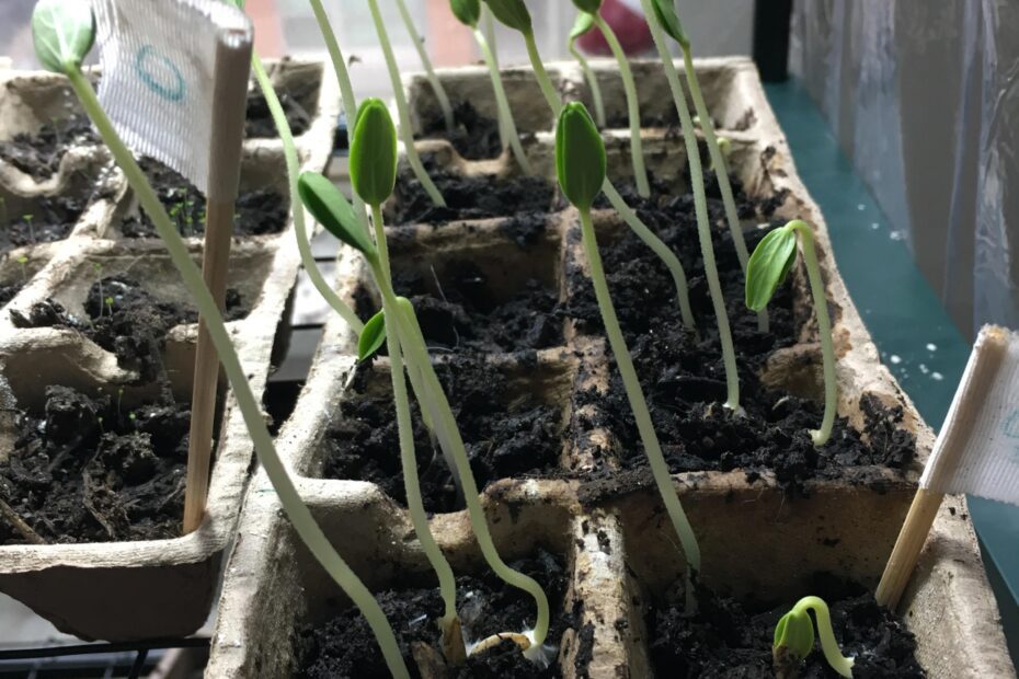 can you bury leggy cucumber seedlings scaled