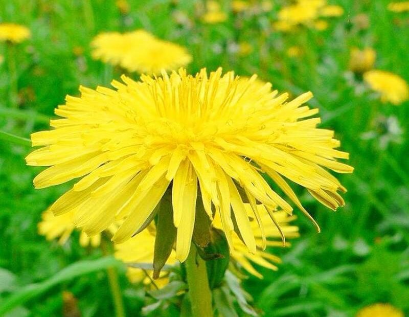 Can You Compost Dandelions