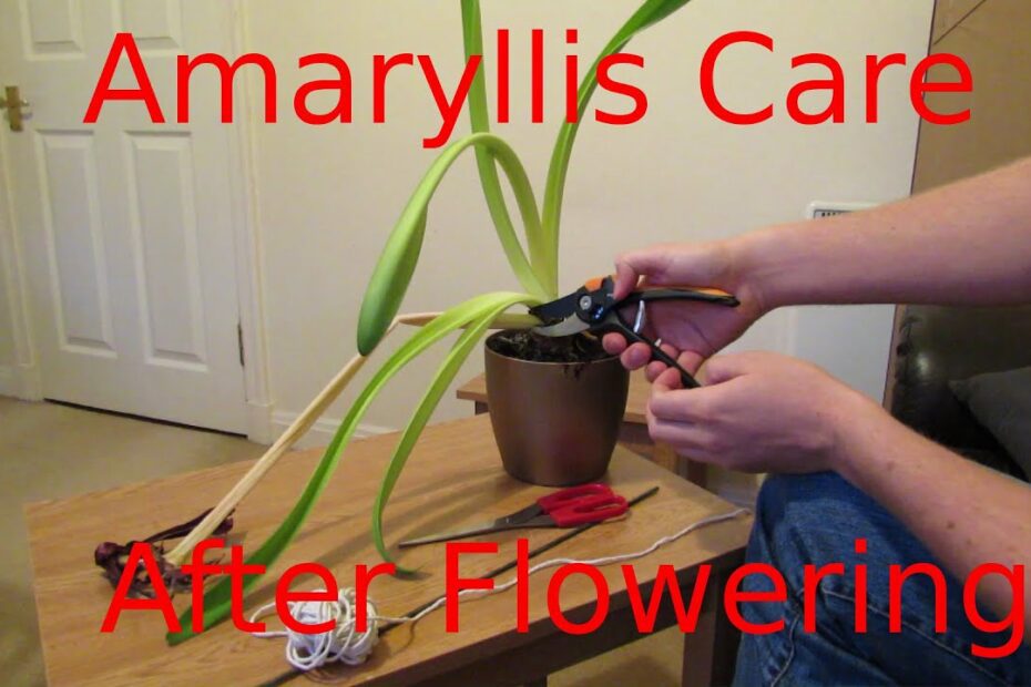 Can You Cut Amaryllis Flowers