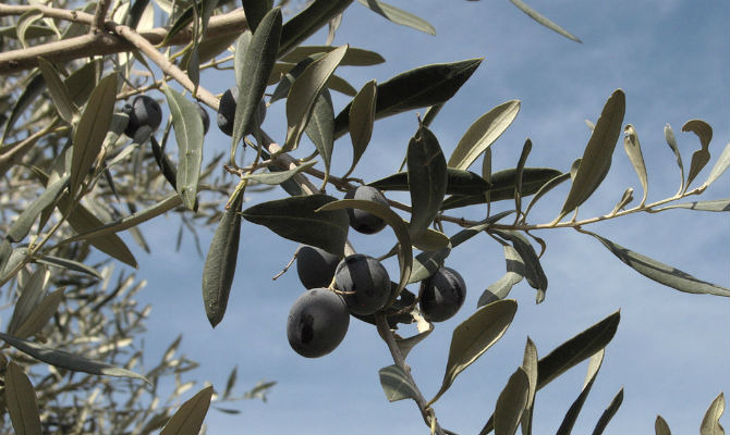 Can You Eat an Olive off the Tree