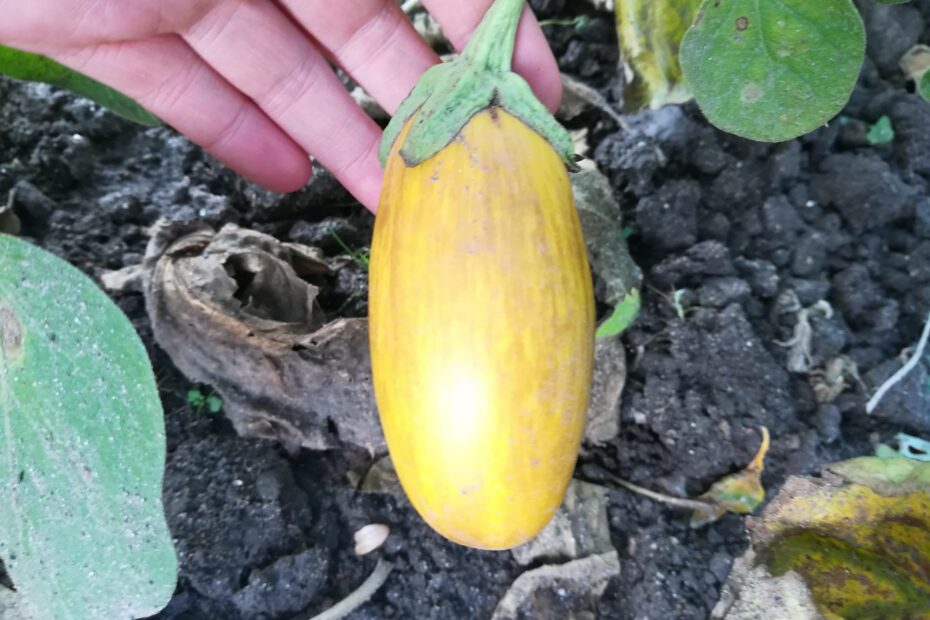 can you eat eggplant that has turned yellow scaled