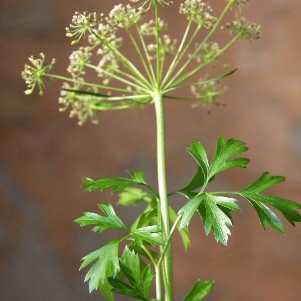 can you eat parsley flowers