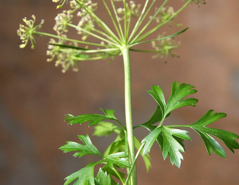 can you eat parsley flowers