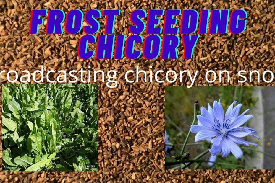 Can You Frost Seed Chicory