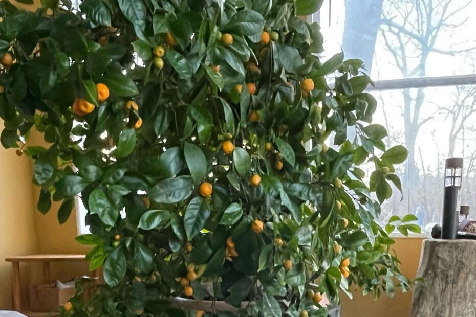 Can You Grow a Lemon Tree in Illinois