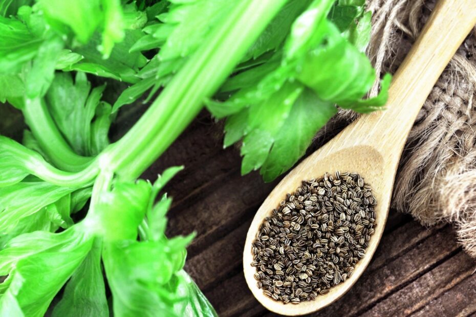 Can You Grow Celery from Celery Seed Spice